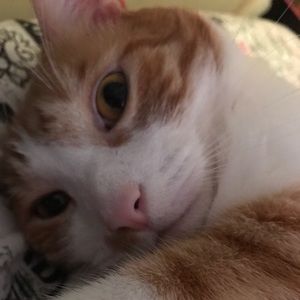 Meet your Posher, Ada